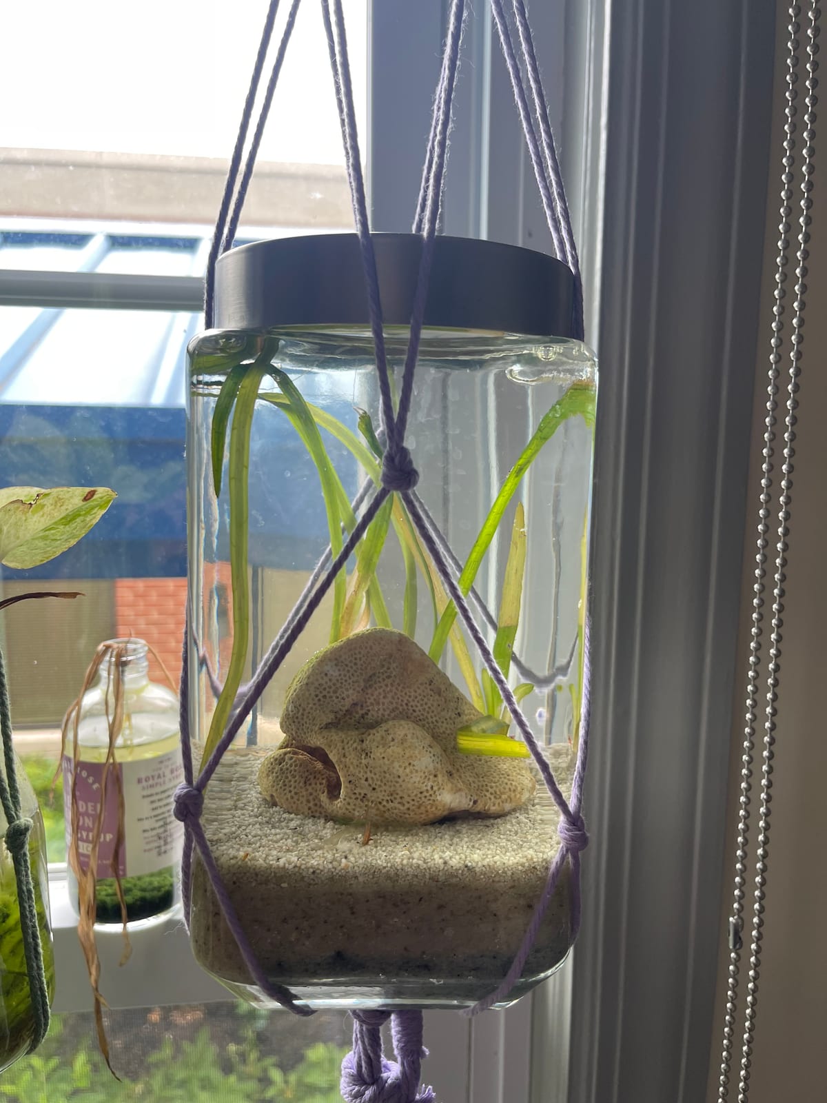 Aquatic plant structure inside a Zen Jarden prototype
