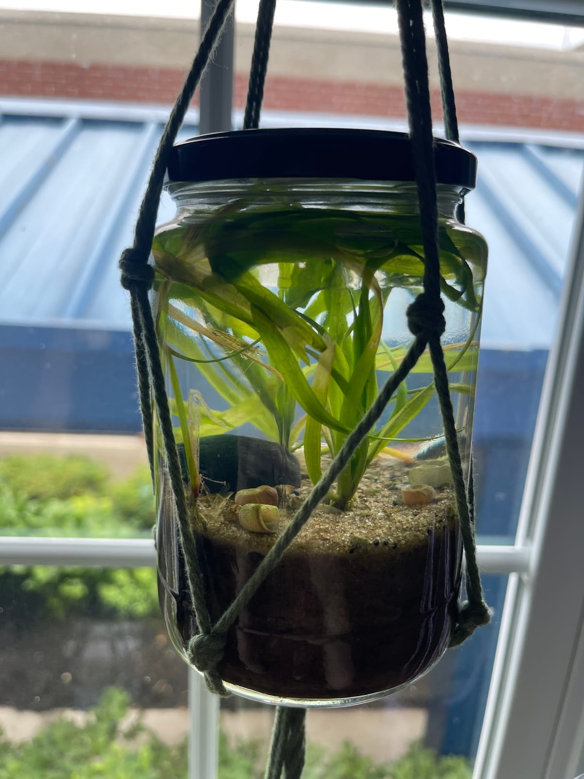 Close detail of snail, plants, sand, and hardscape inside a prototype jar